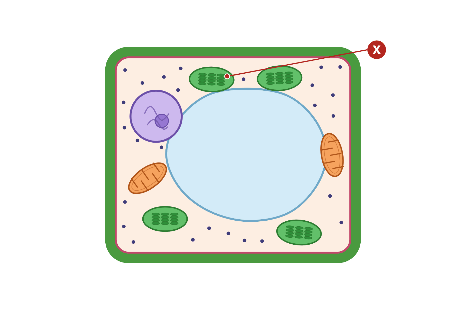 A plant cell with a pointer marked X to a chloroplast.