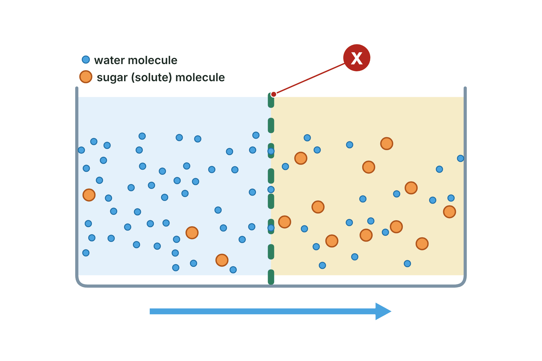 A beaker divided by a membrane, with a marker X on the membrane.