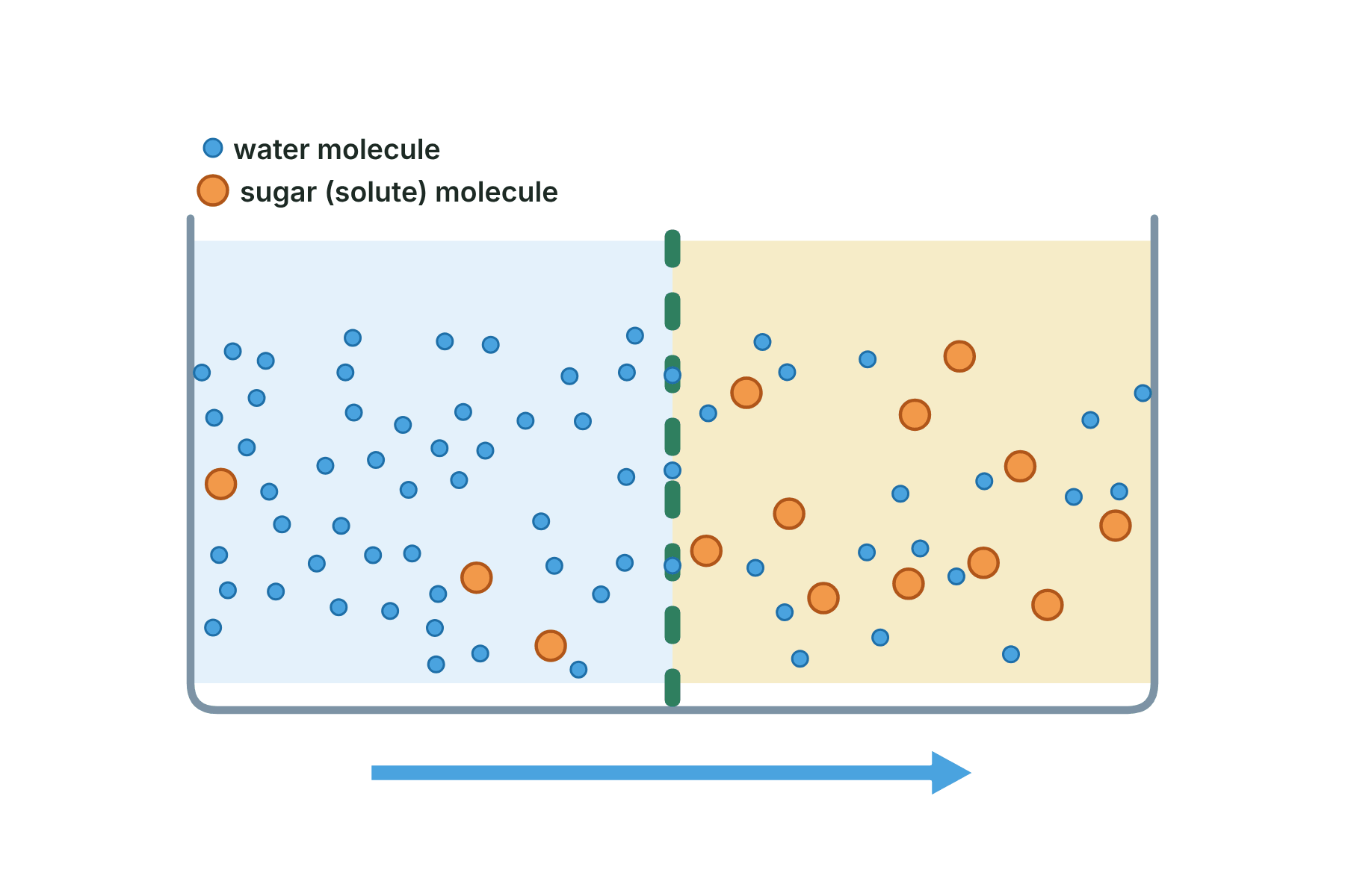 A beaker with two solutions either side of a membrane, with nothing labelled apart from a key.
