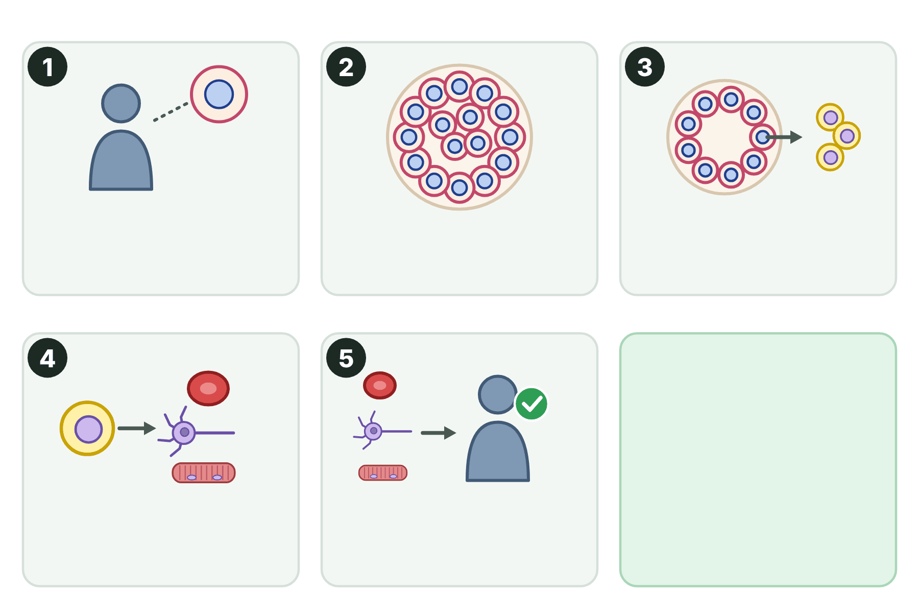 Five numbered pictures of the stages of therapeutic cloning, without captions.