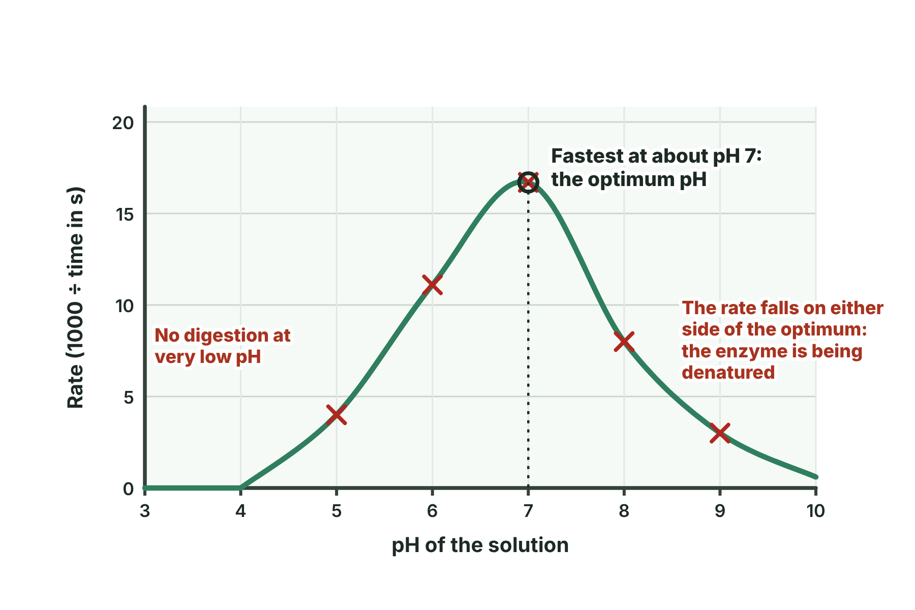 A graph of rate against pH for amylase, with a peak at pH 7 and a lower rate at pH 5 and at pH 9.