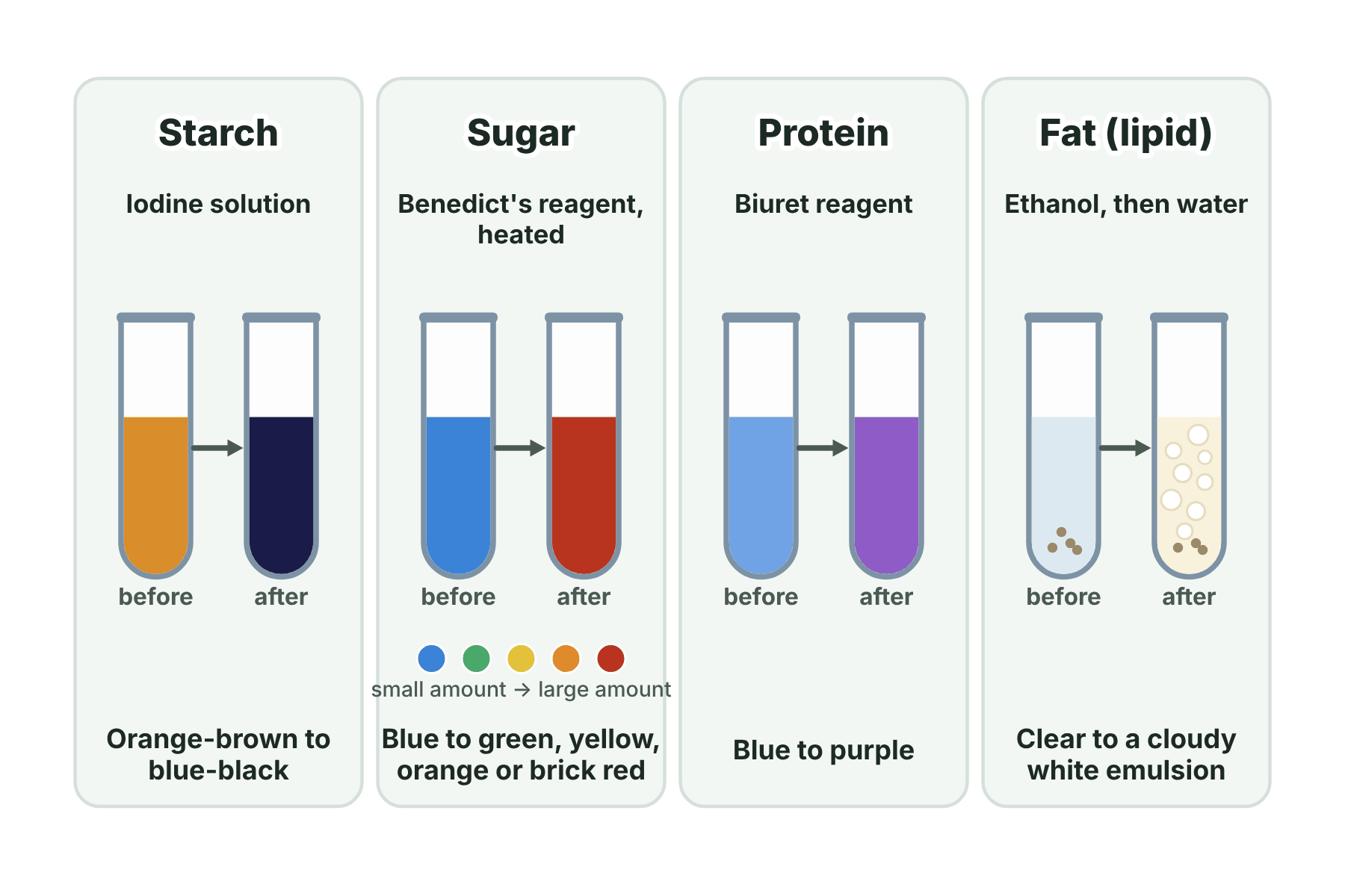 Four food tests showing a test tube before and after: starch turns blue-black with iodine, sugar turns brick red with Benedict's reagent, protein turns purple with Biuret reagent, and fat makes a cloudy white emulsion with ethanol.