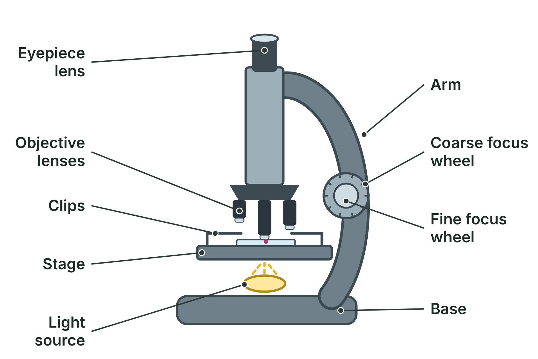 A light microscope with the eyepiece lens, objective lenses, clips, stage, light source, arm, coarse focus wheel, fine focus wheel and base labelled.