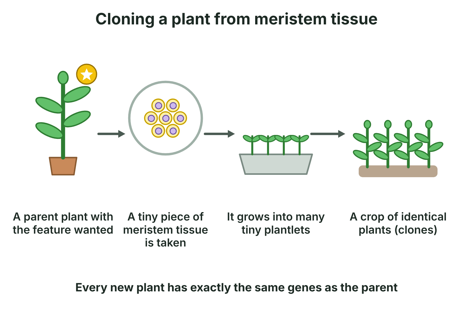 A parent plant, a piece of meristem tissue, a tray of plantlets and a crop of identical plants, in four steps.