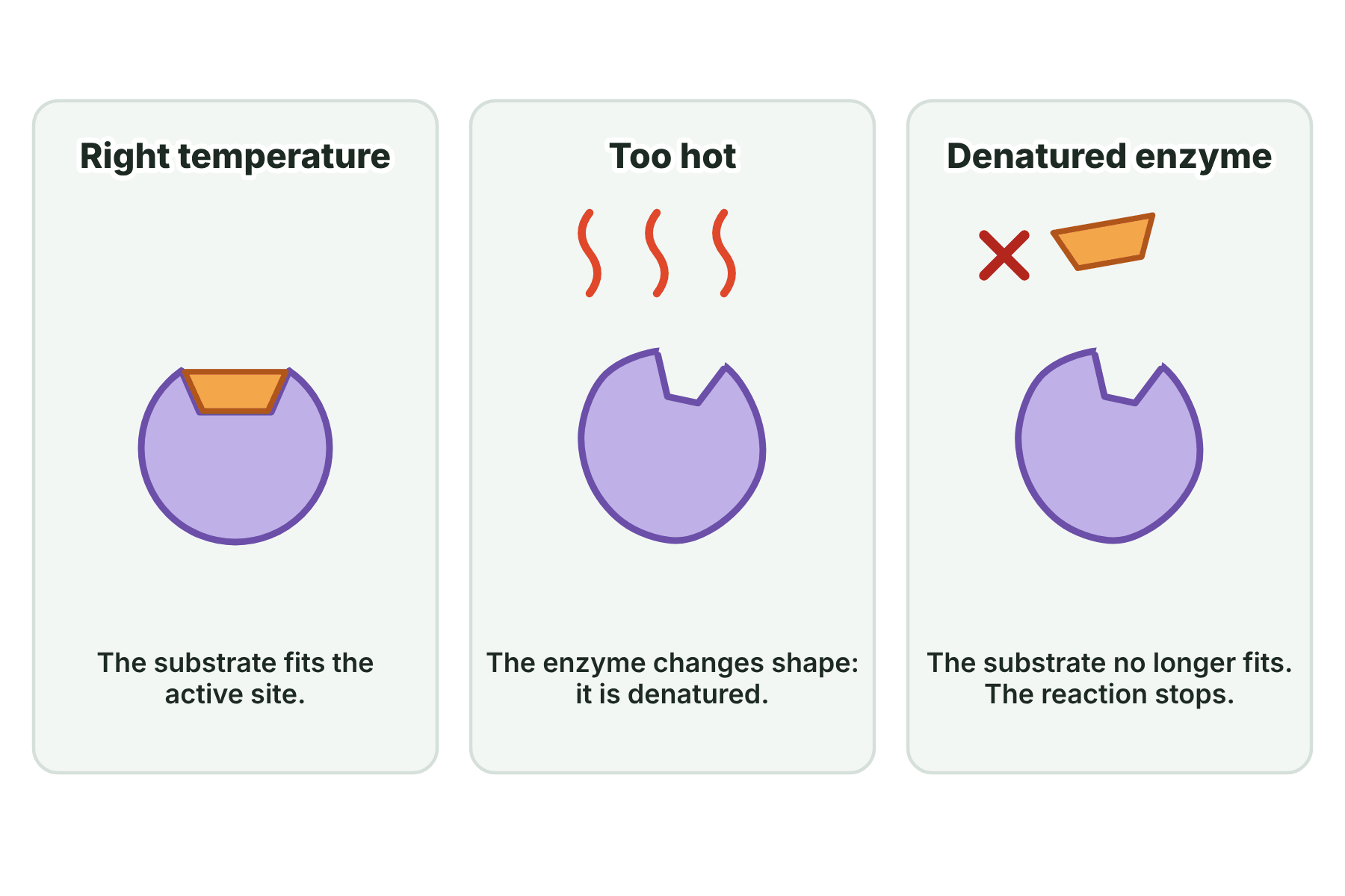 An enzyme that fits its substrate at the right temperature, then changes shape when too hot, so that the substrate no longer fits.