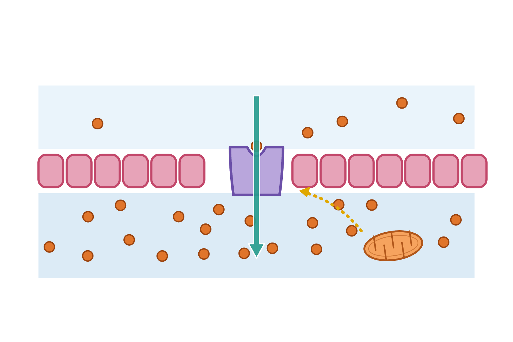 Active transport across a membrane with nothing labelled.
