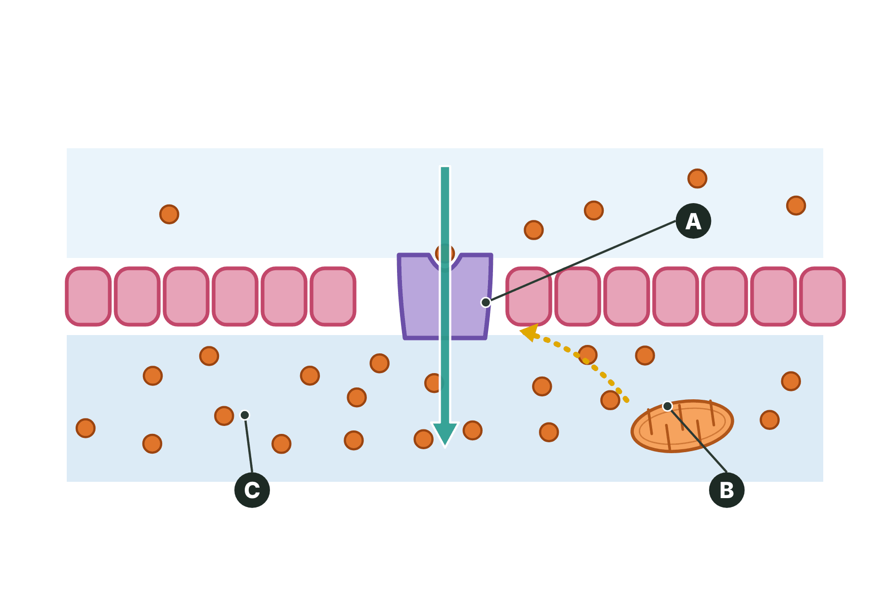 Ions moving through a carrier protein from a low concentration to a high concentration, with energy supplied by a mitochondrion.