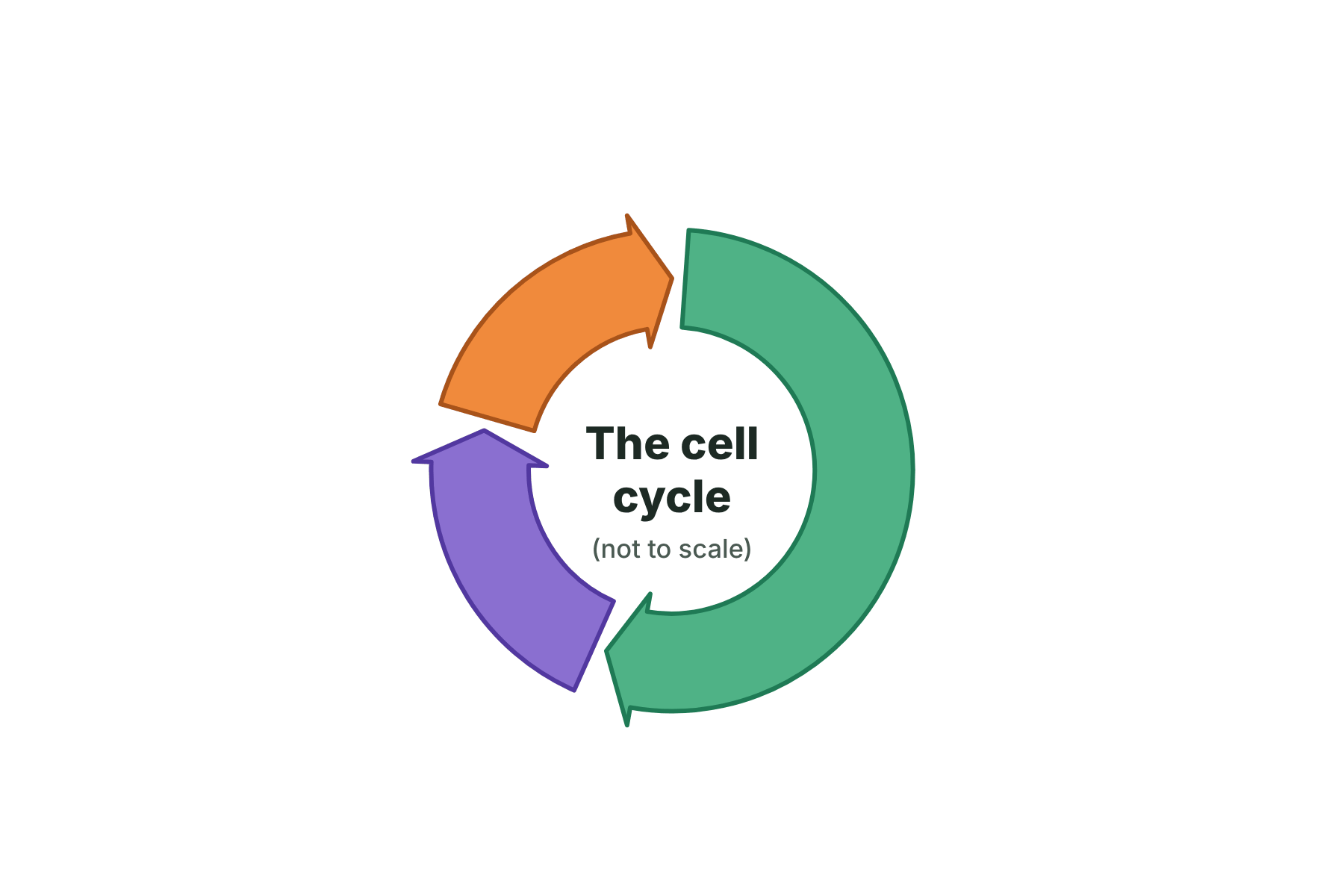 The cell cycle ring with nothing labelled.