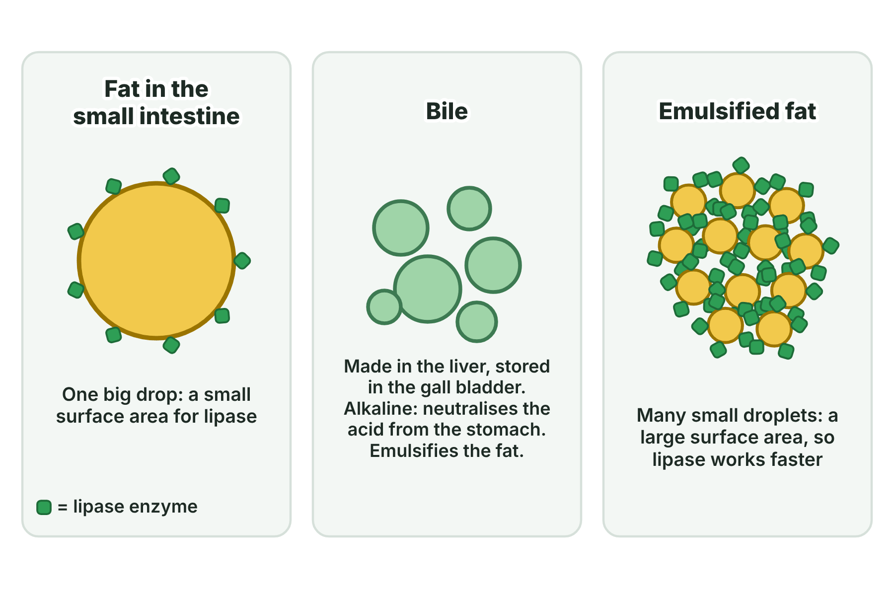 One large fat drop with few lipase enzymes on it, bile, and many small fat droplets covered with lipase enzymes.