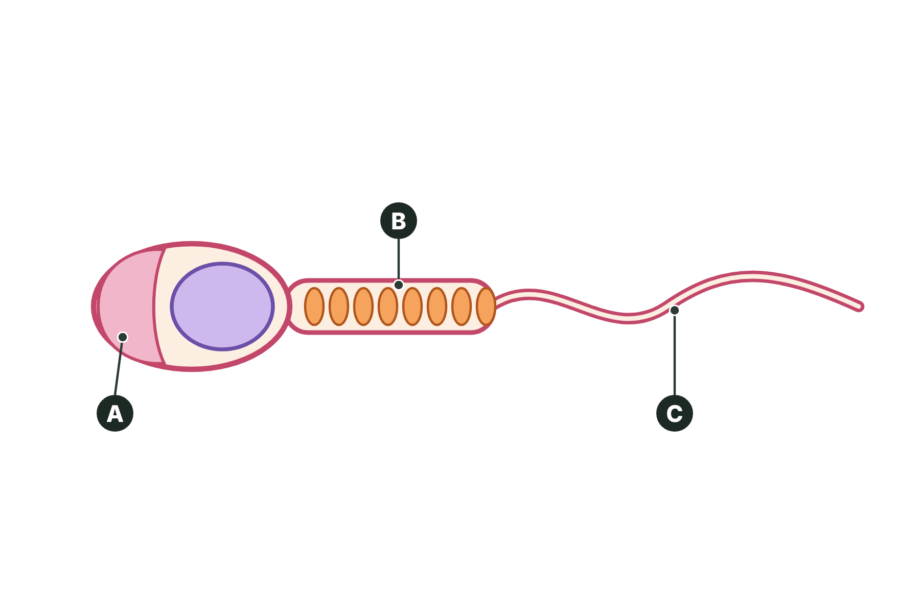 A sperm cell with three structures marked A, B and C.