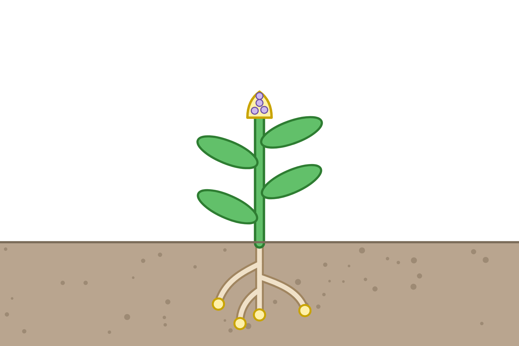 A plant with no labels.