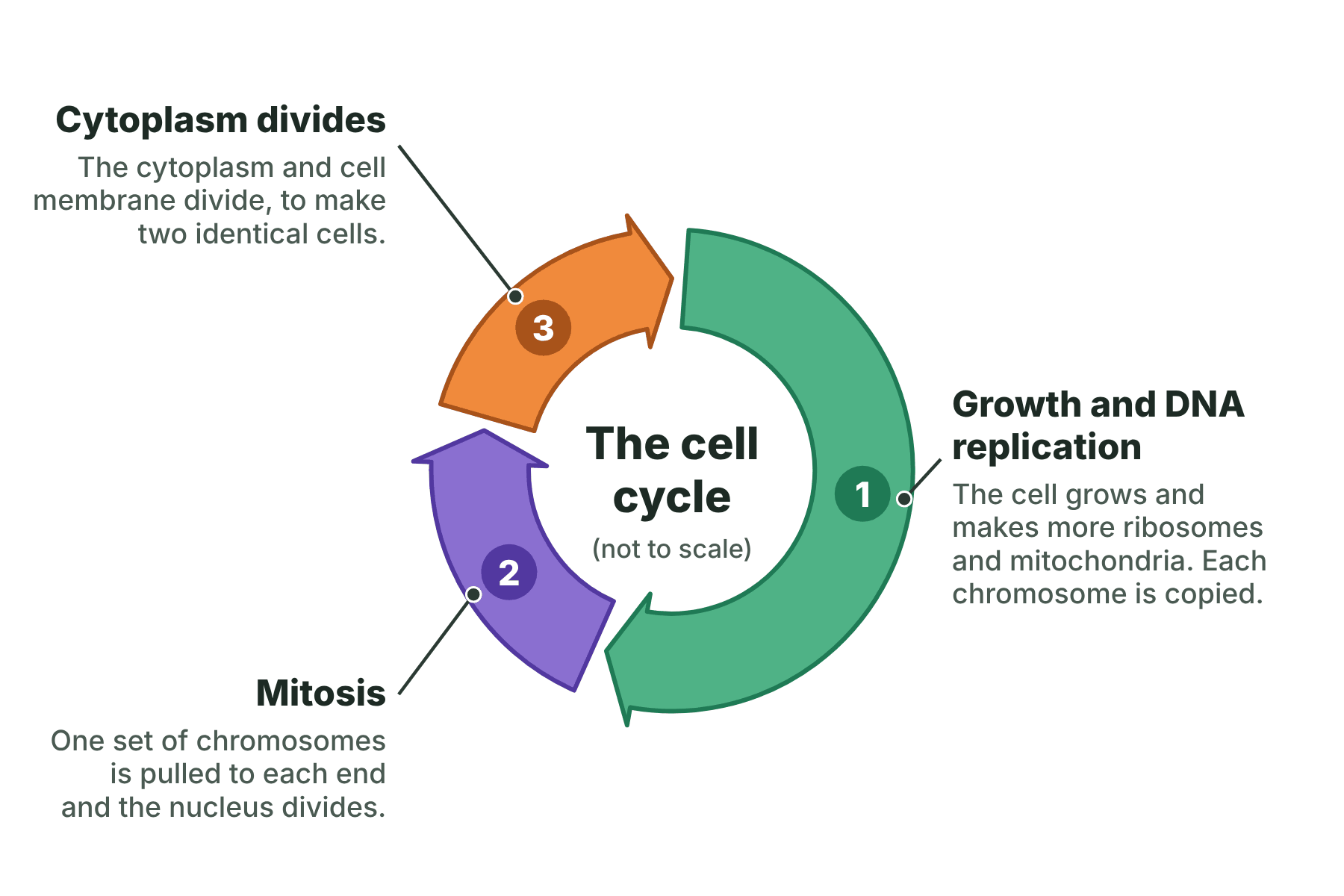 A ring of three arrows labelled growth and DNA replication, mitosis, and cytoplasm divides, with a short description of each.