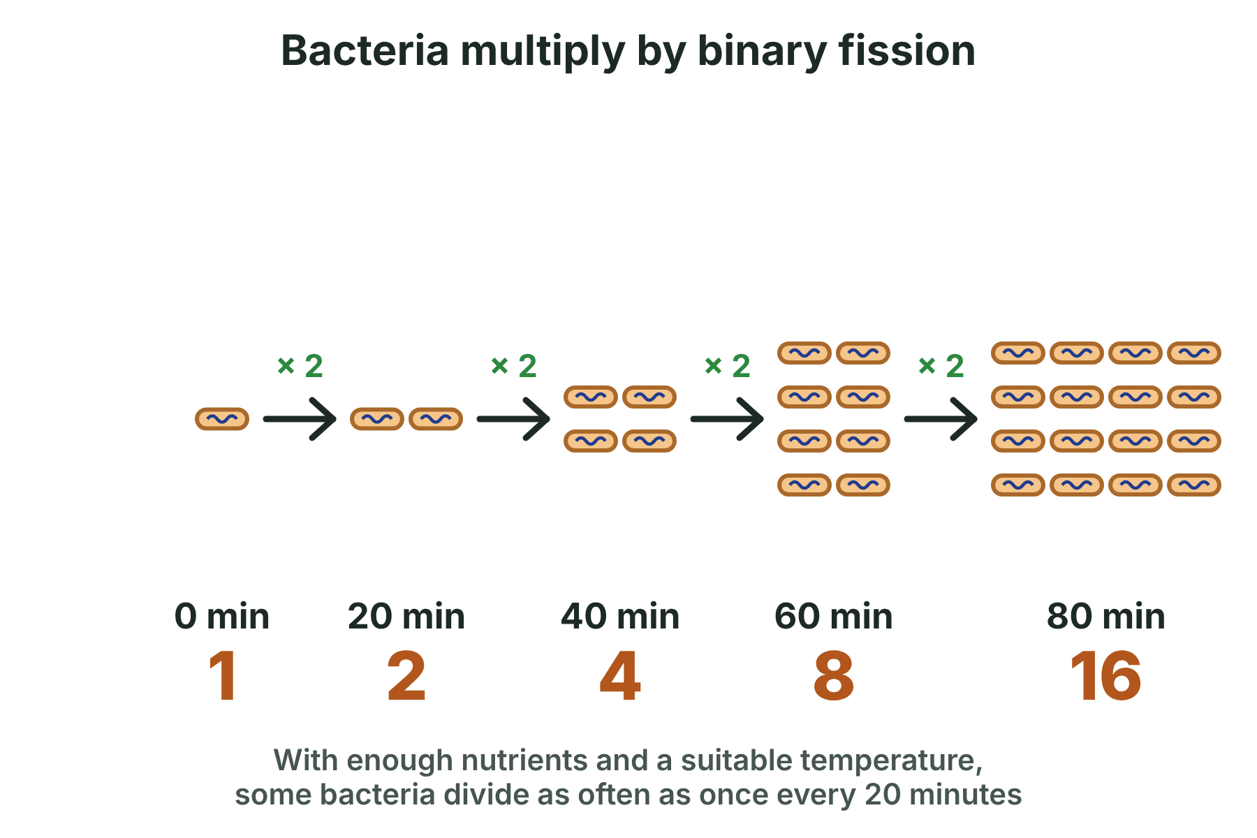 One bacterium doubling every 20 minutes to 2, 4, 8 and 16 bacteria.