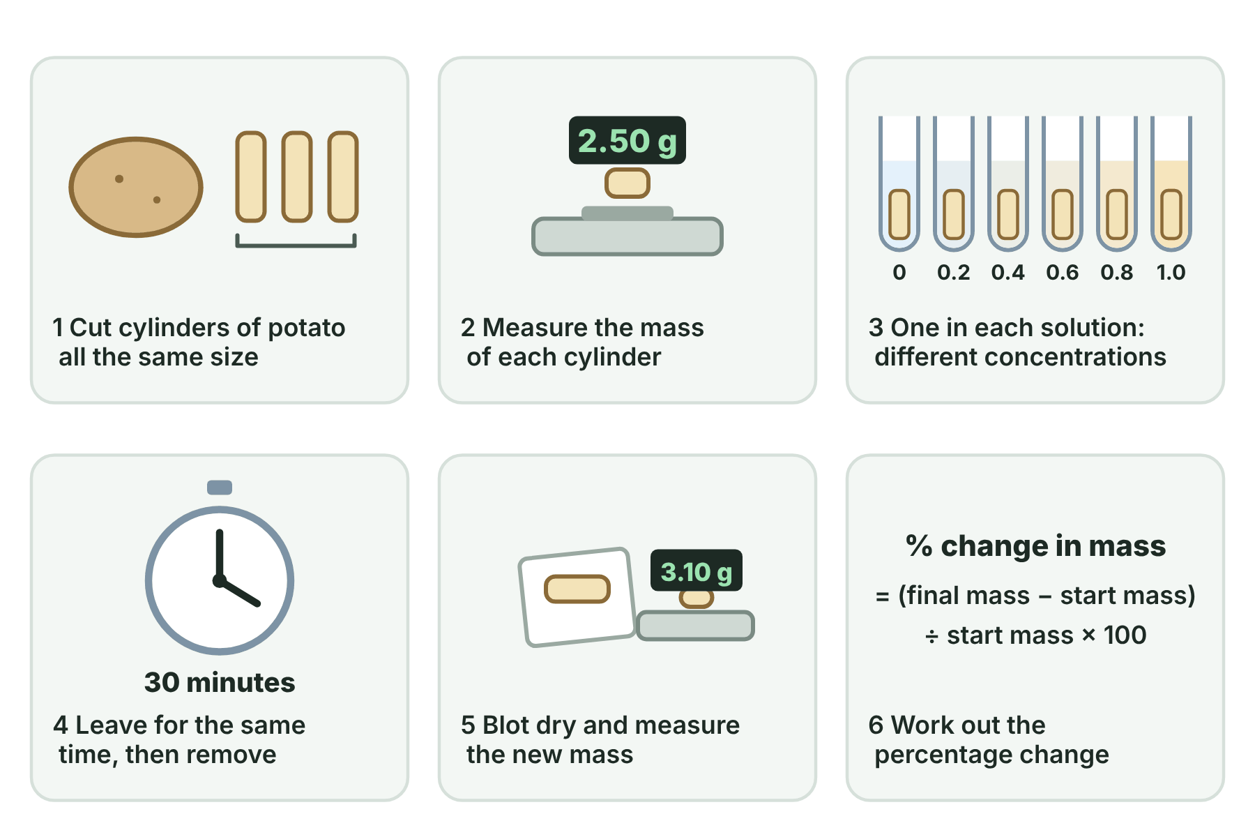 Six steps of the potato investigation: cutting identical cylinders, weighing them, putting them in solutions of different concentration, waiting, blotting dry and reweighing, and calculating.