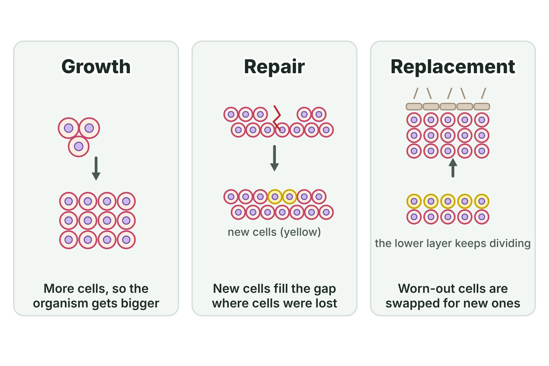 Three panels showing mitosis making more cells for growth, filling a gap for repair, and replacing worn-out skin cells.