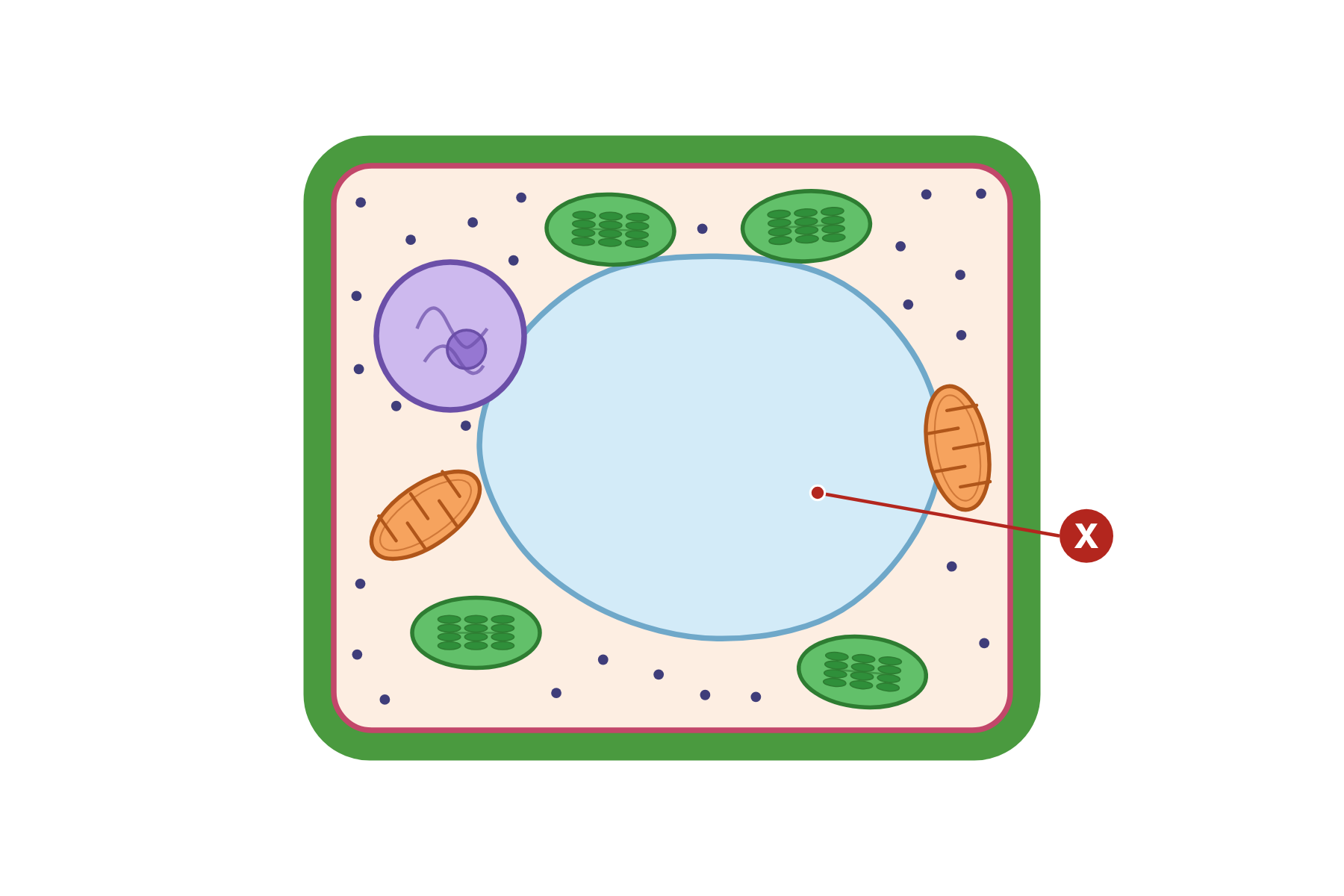 A plant cell with a pointer marked X to the large central vacuole.