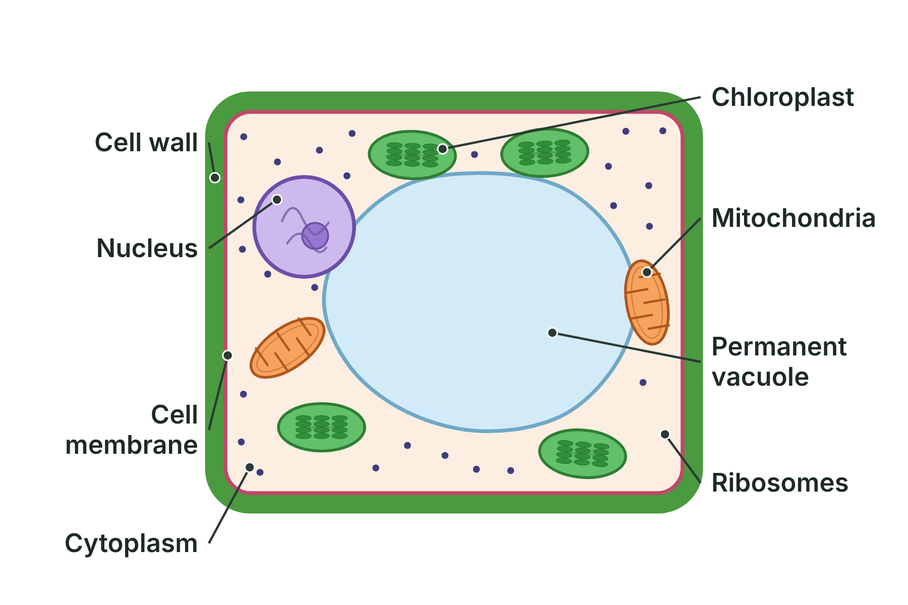 A labelled plant cell showing the cell wall, cell membrane, nucleus, cytoplasm, chloroplasts, mitochondria, permanent vacuole and ribosomes.