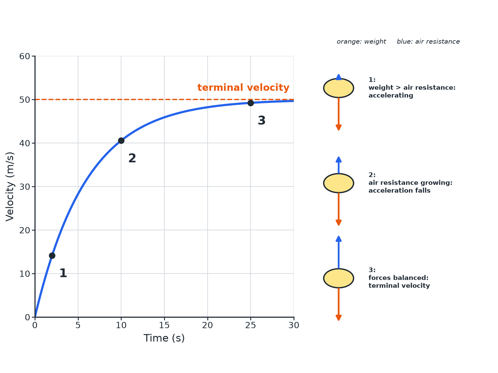 A velocity-time graph levelling off at terminal velocity with force diagrams of a skydiver at three stages.