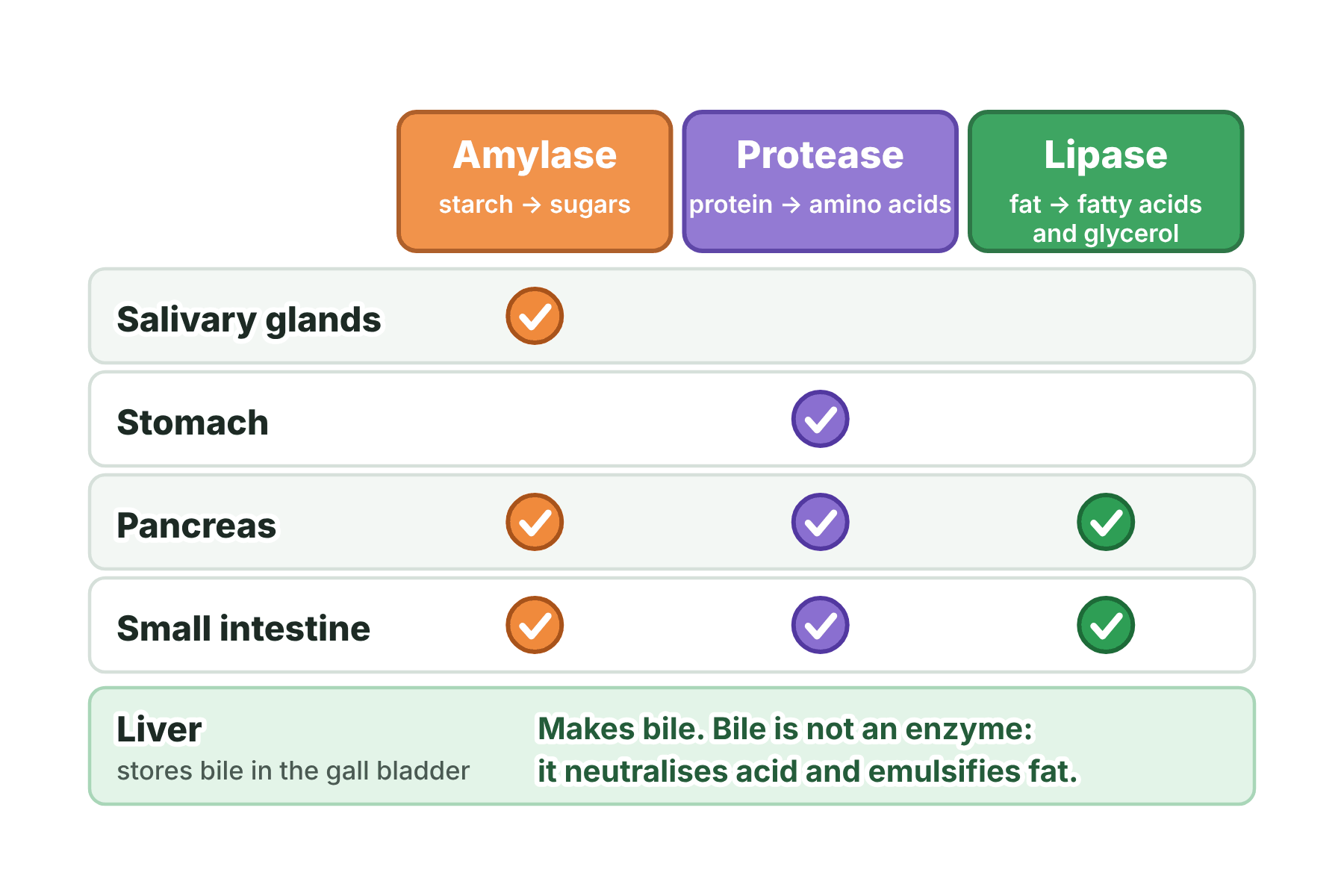 A table showing that amylase is made in the salivary glands, pancreas and small intestine, protease in the stomach, pancreas and small intestine, and lipase in the pancreas and small intestine, with the liver making bile.