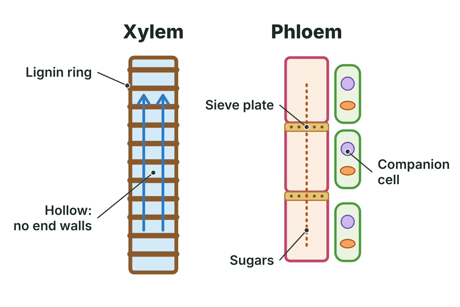 A xylem vessel with lignin rings and upward arrows beside a phloem sieve tube with sieve plates and companion cells.