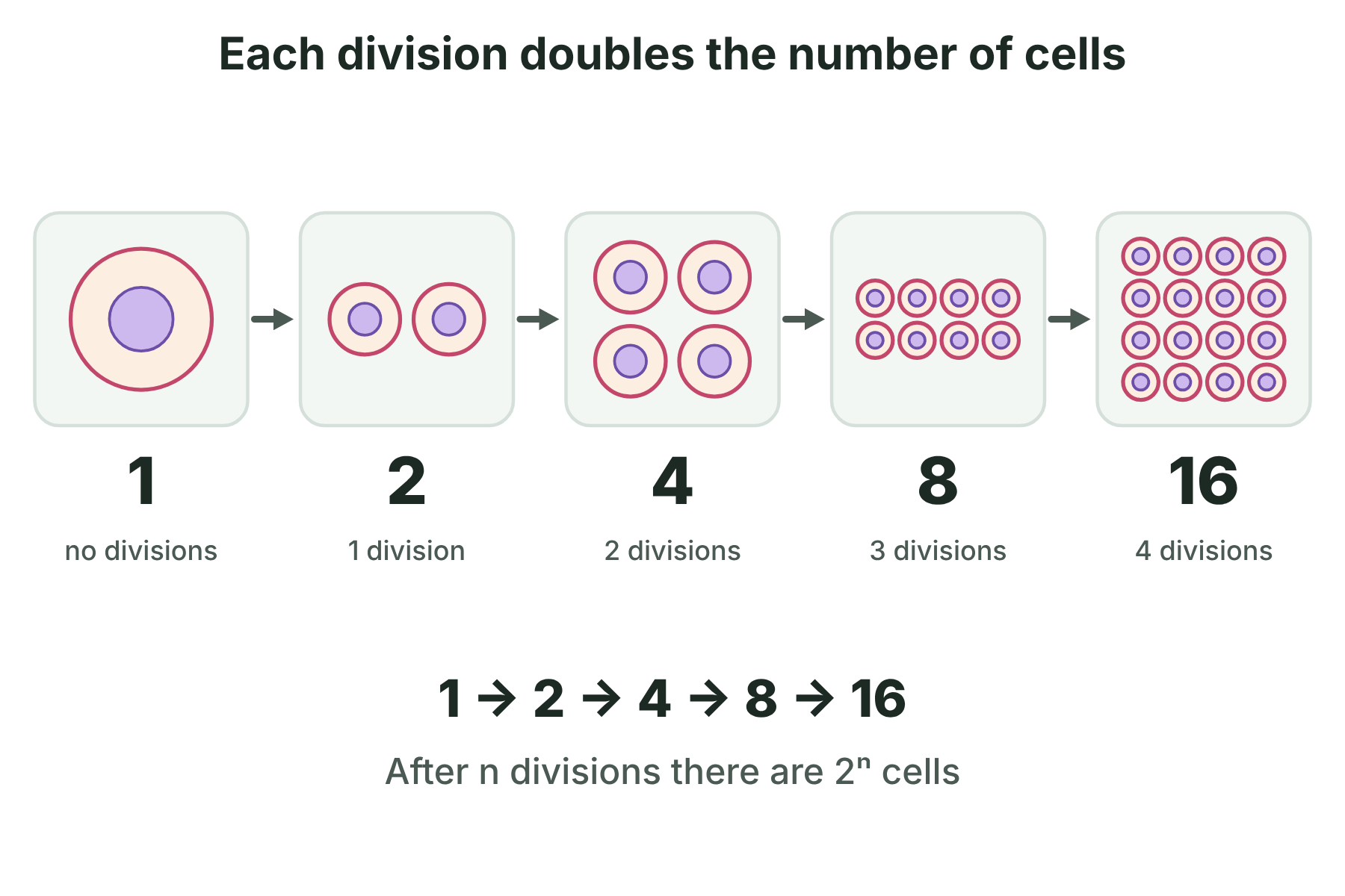 Boxes of 1, 2, 4, 8 and 16 cells showing the number of cells doubling with each division.