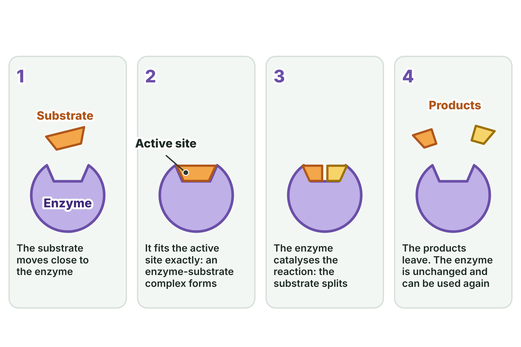 Four stages of the lock and key model: the substrate approaches, fits the active site, is split into two products, and the products leave while the enzyme is unchanged.