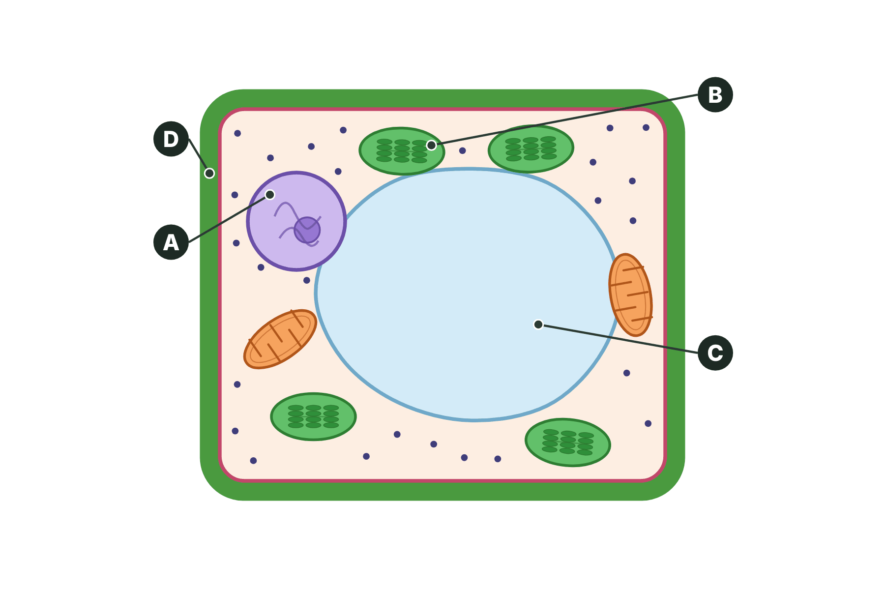A plant cell with four structures marked A, B, C and D.