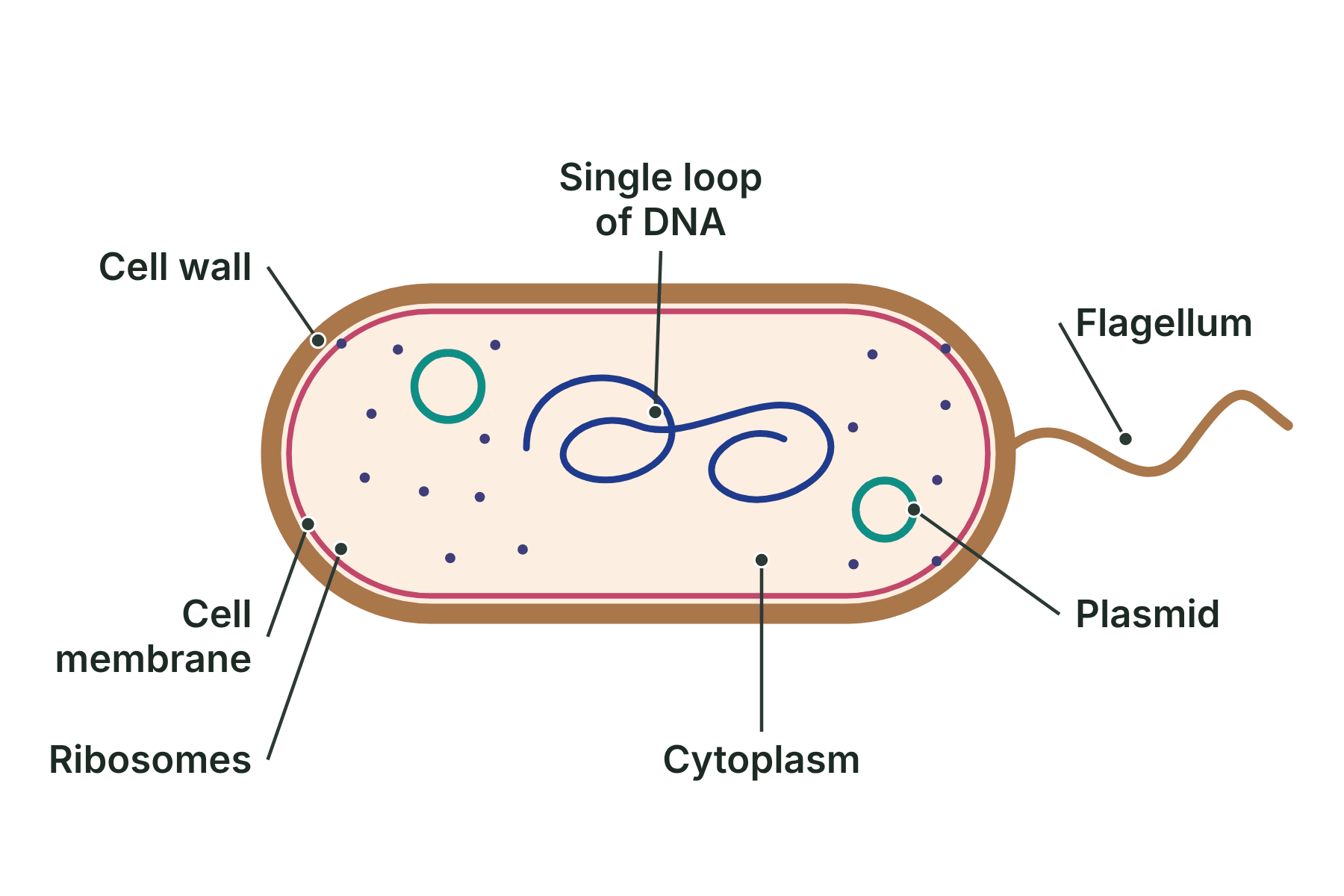 A rod-shaped bacterium labelled with cell wall, cell membrane, cytoplasm, a single loop of DNA, a plasmid, ribosomes and a flagellum.