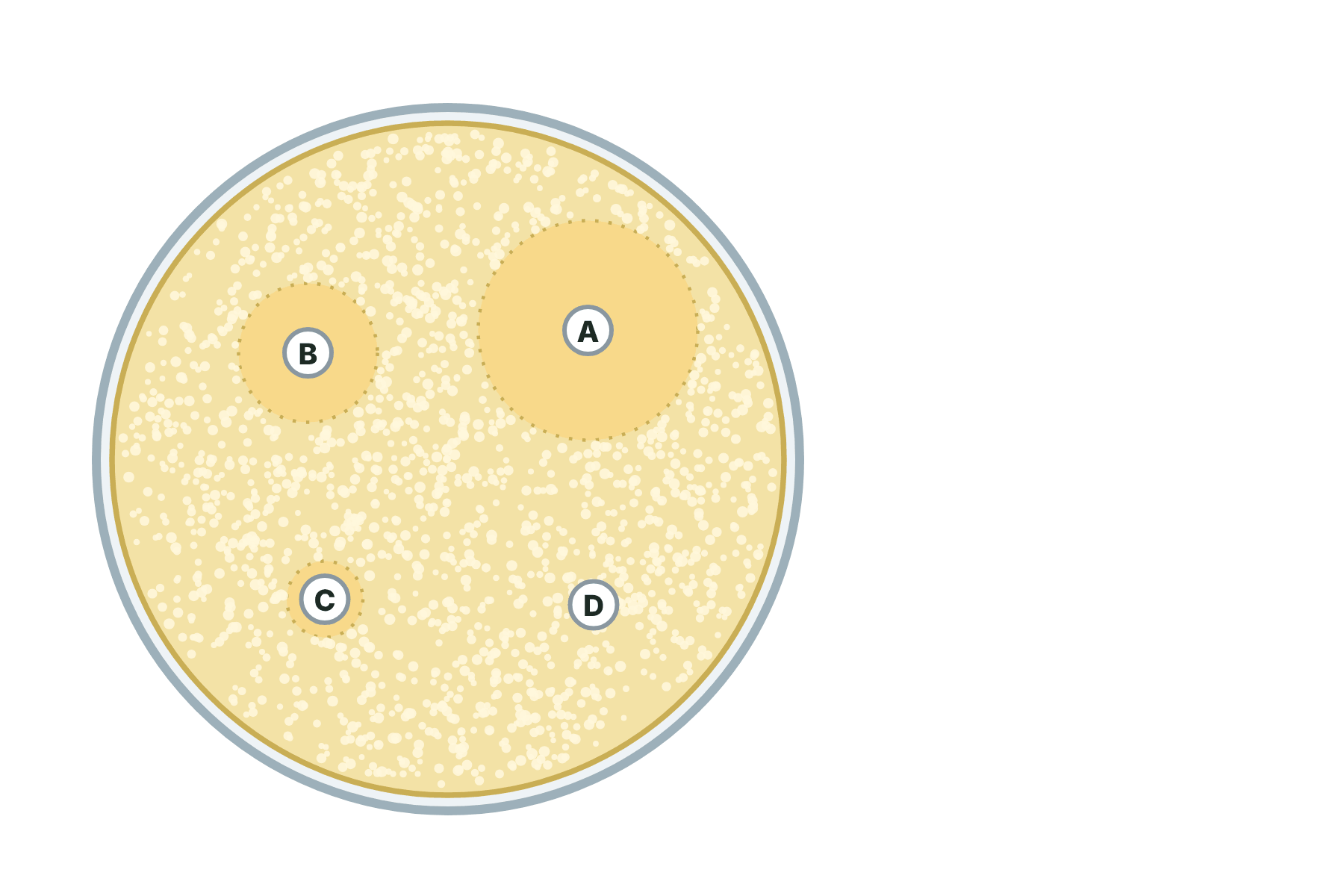 A Petri dish with four discs lettered A to D and clear zones of different sizes around them.