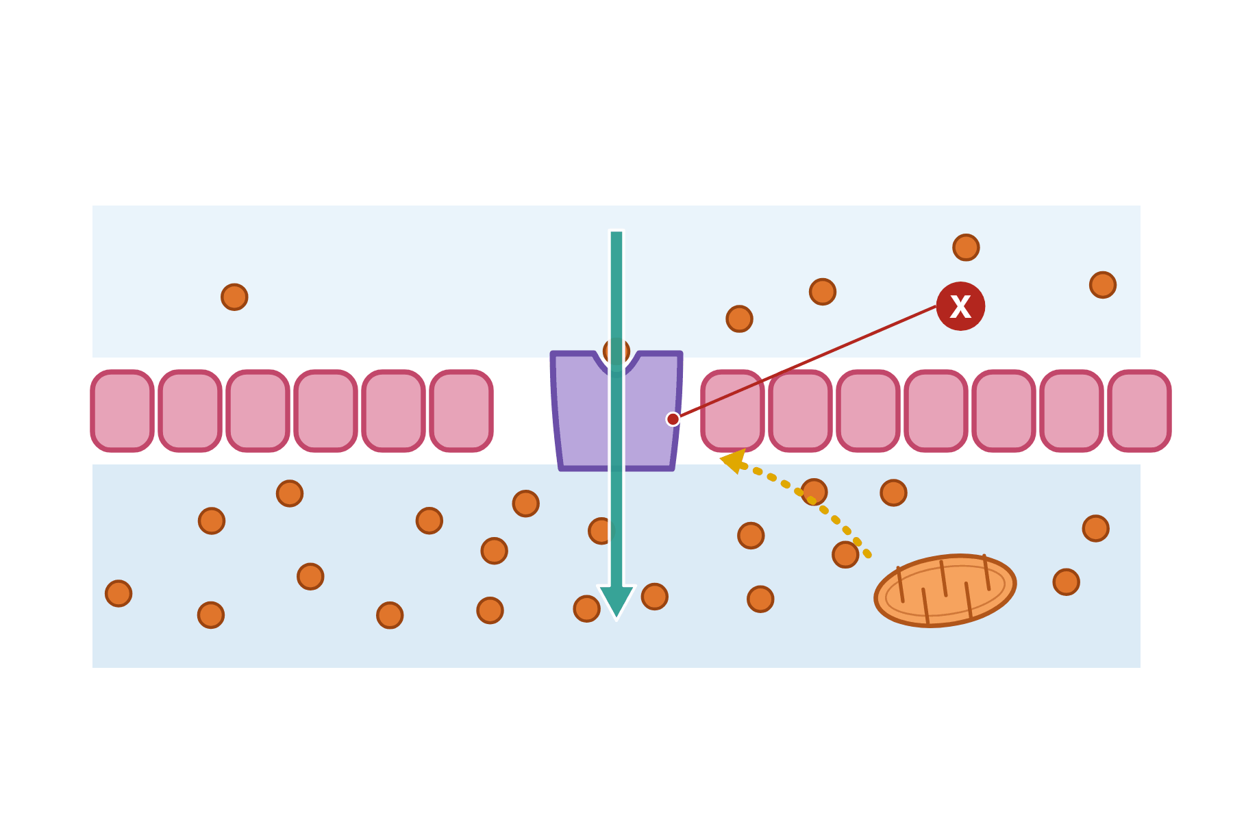 Active transport across a cell membrane with a marker X on the carrier protein.
