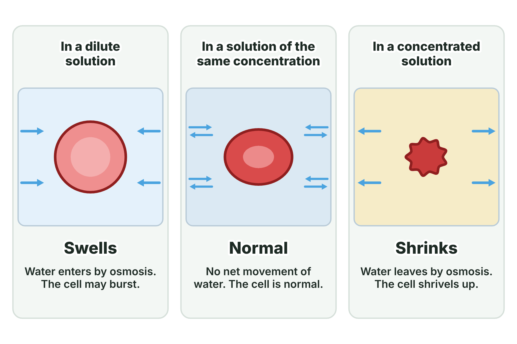 A red blood cell that swells in a dilute solution, stays normal in an equal solution and shrivels in a concentrated solution.