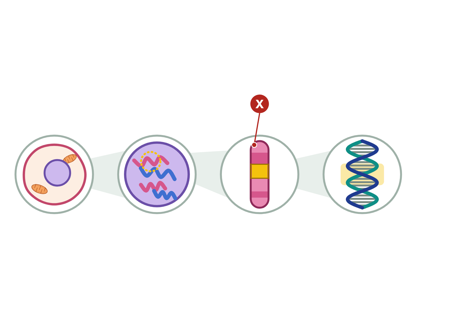 A cell, nucleus, chromosome and DNA diagram with a pointer marked X to the chromosome.
