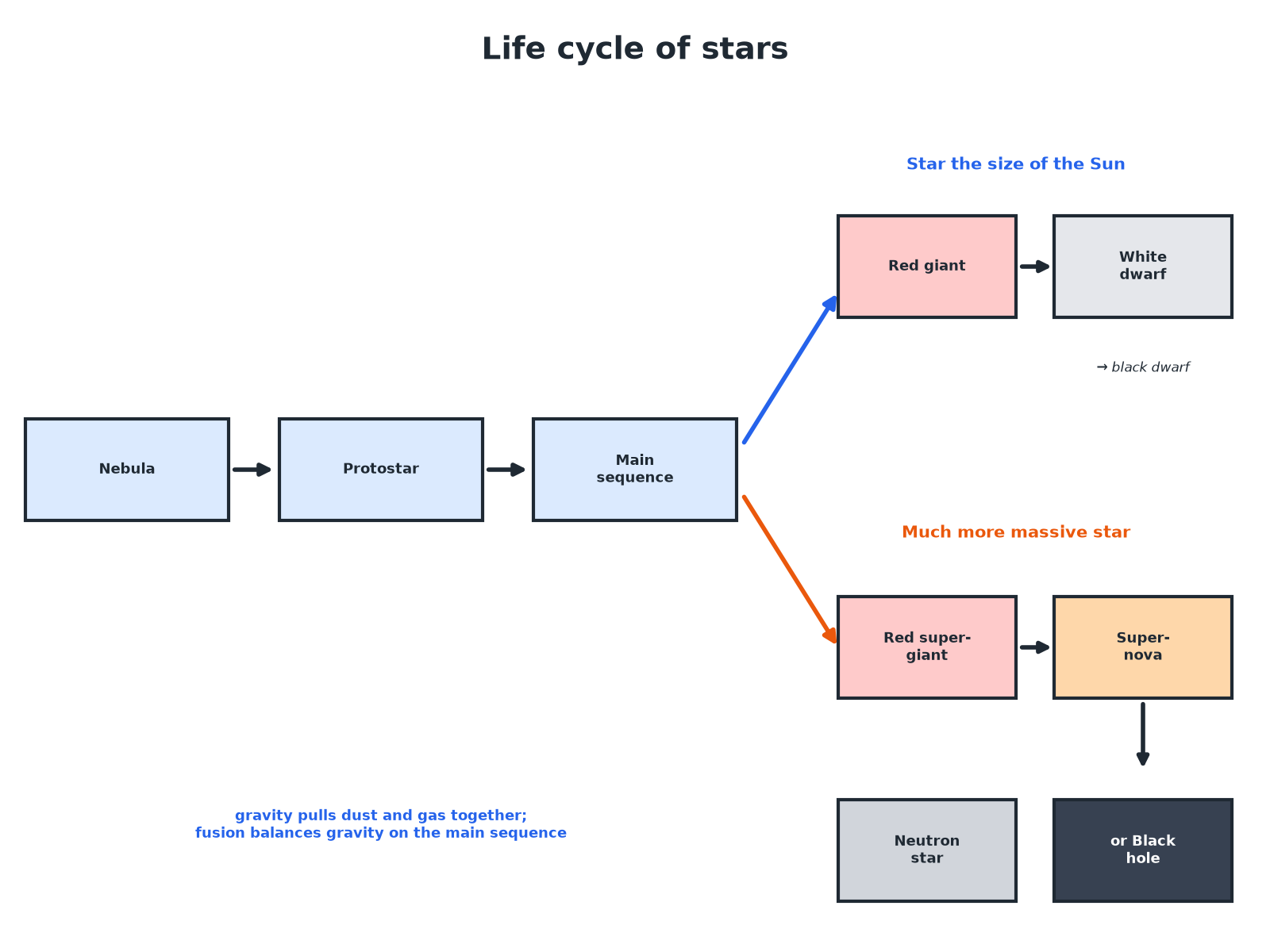 A flow chart of the life cycle of a Sun-sized star and a massive star.