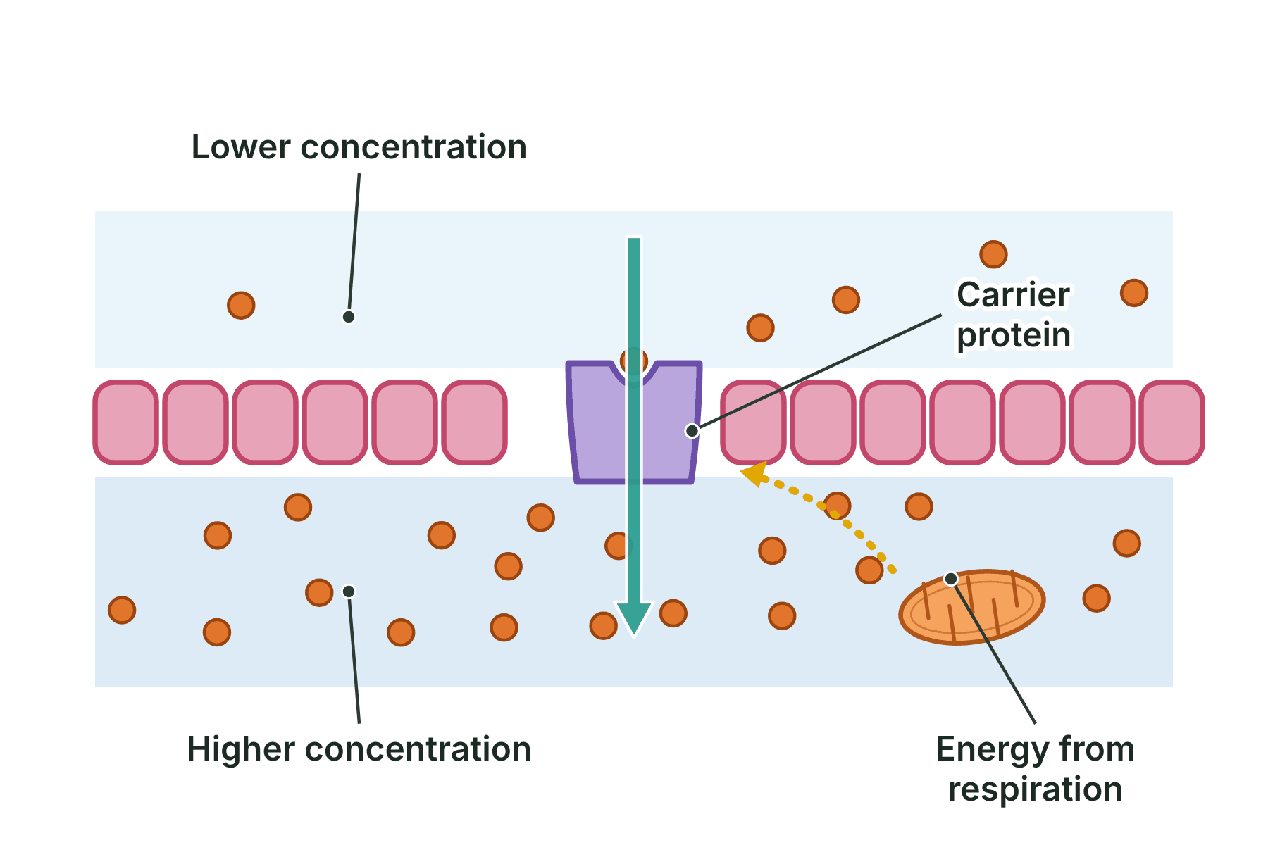 Ions moved by a carrier protein from a lower concentration outside a cell to a higher concentration inside, using energy from a mitochondrion.