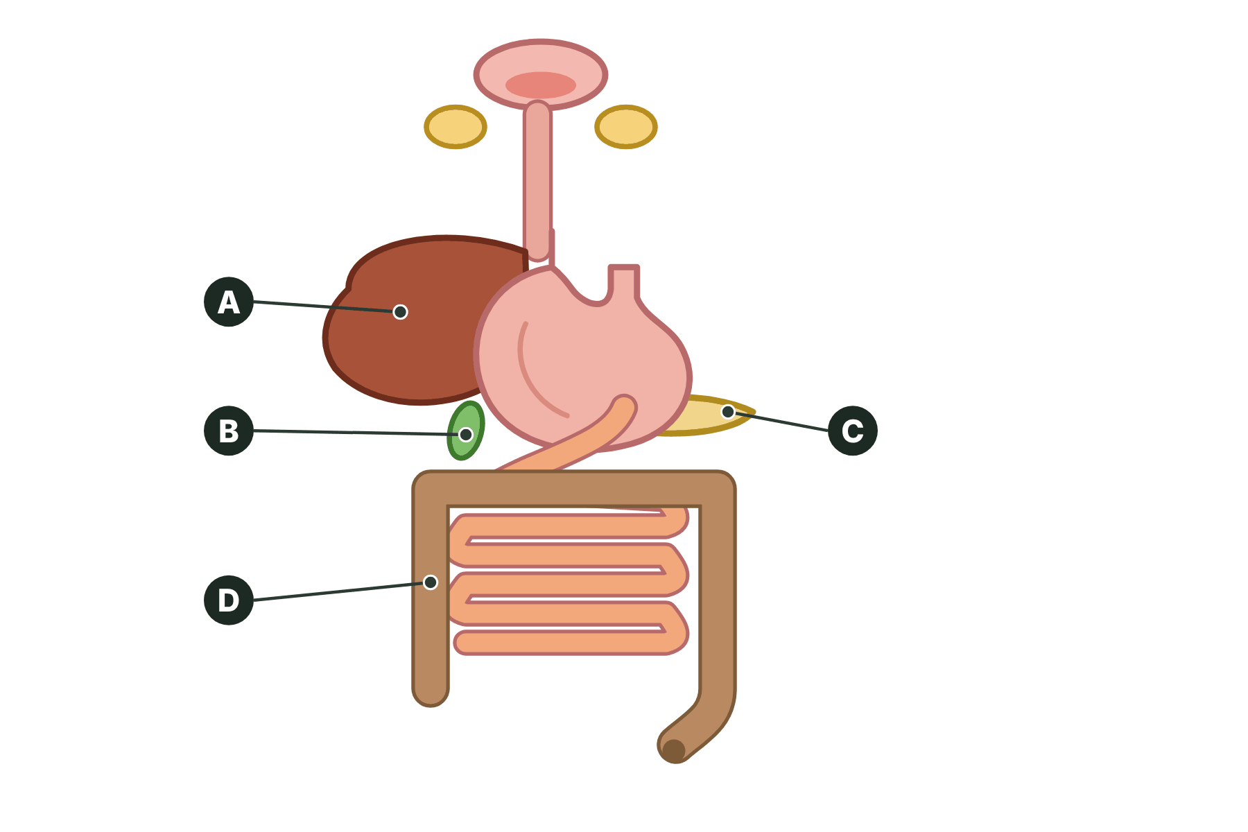 A diagram of the digestive system with four organs marked A, B, C and D.