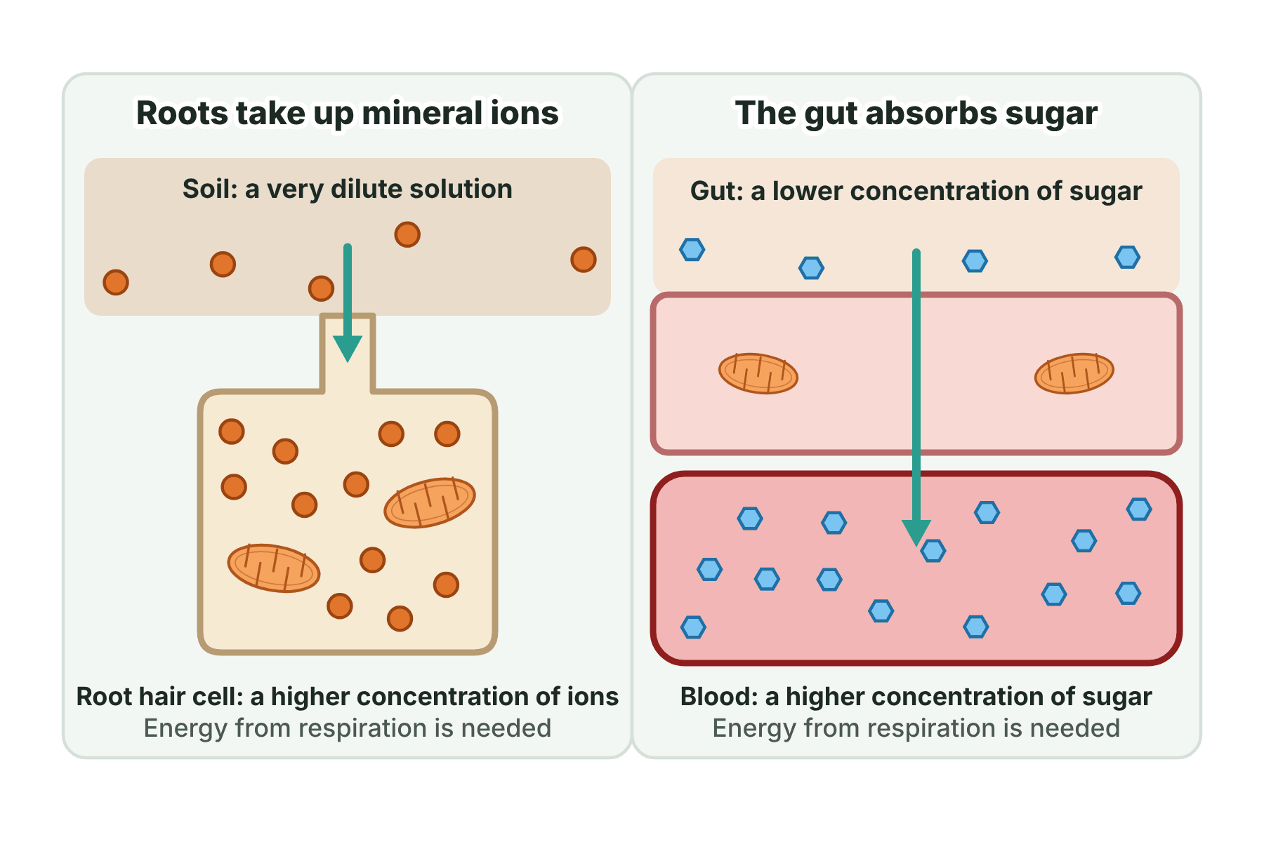 Mineral ions moving from dilute soil into a root hair cell, and sugar moving from the gut through a gut cell into the blood.