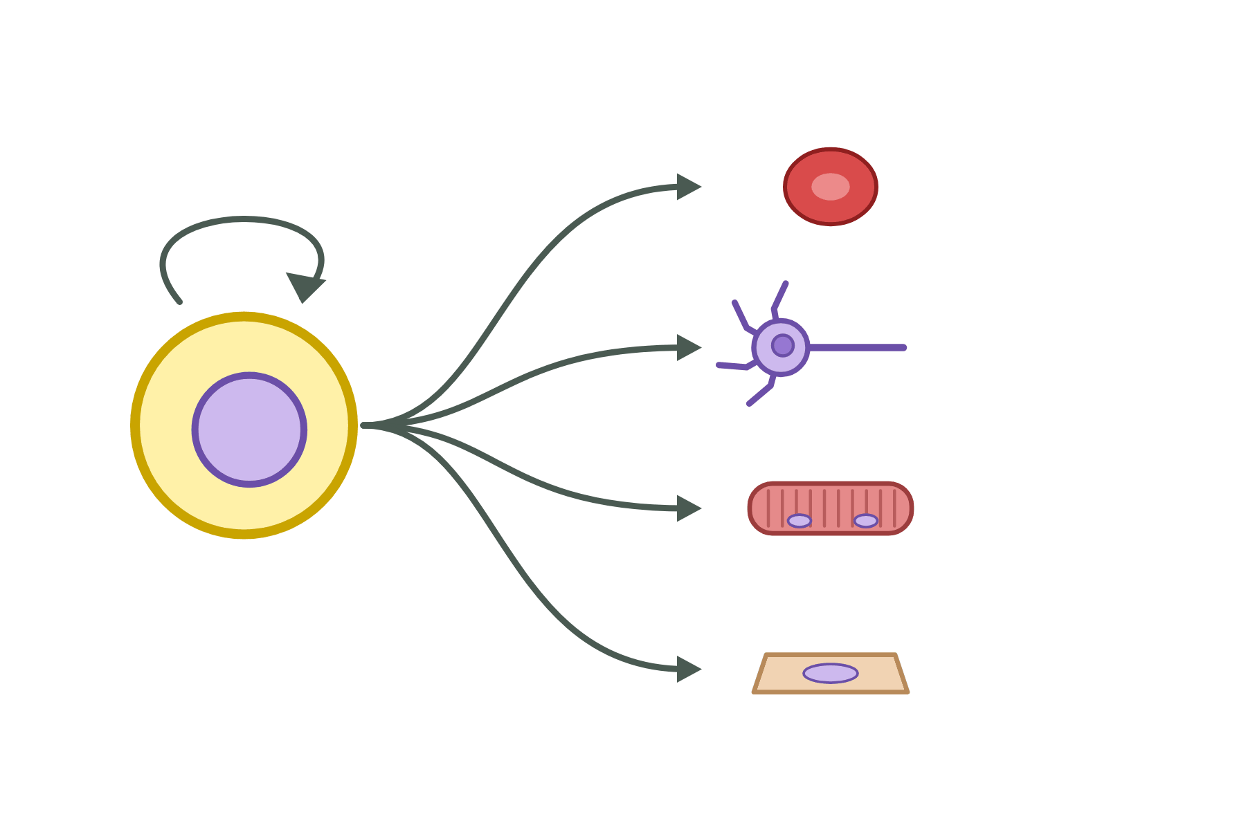 A stem cell with arrows to four specialised cells, none of them named.