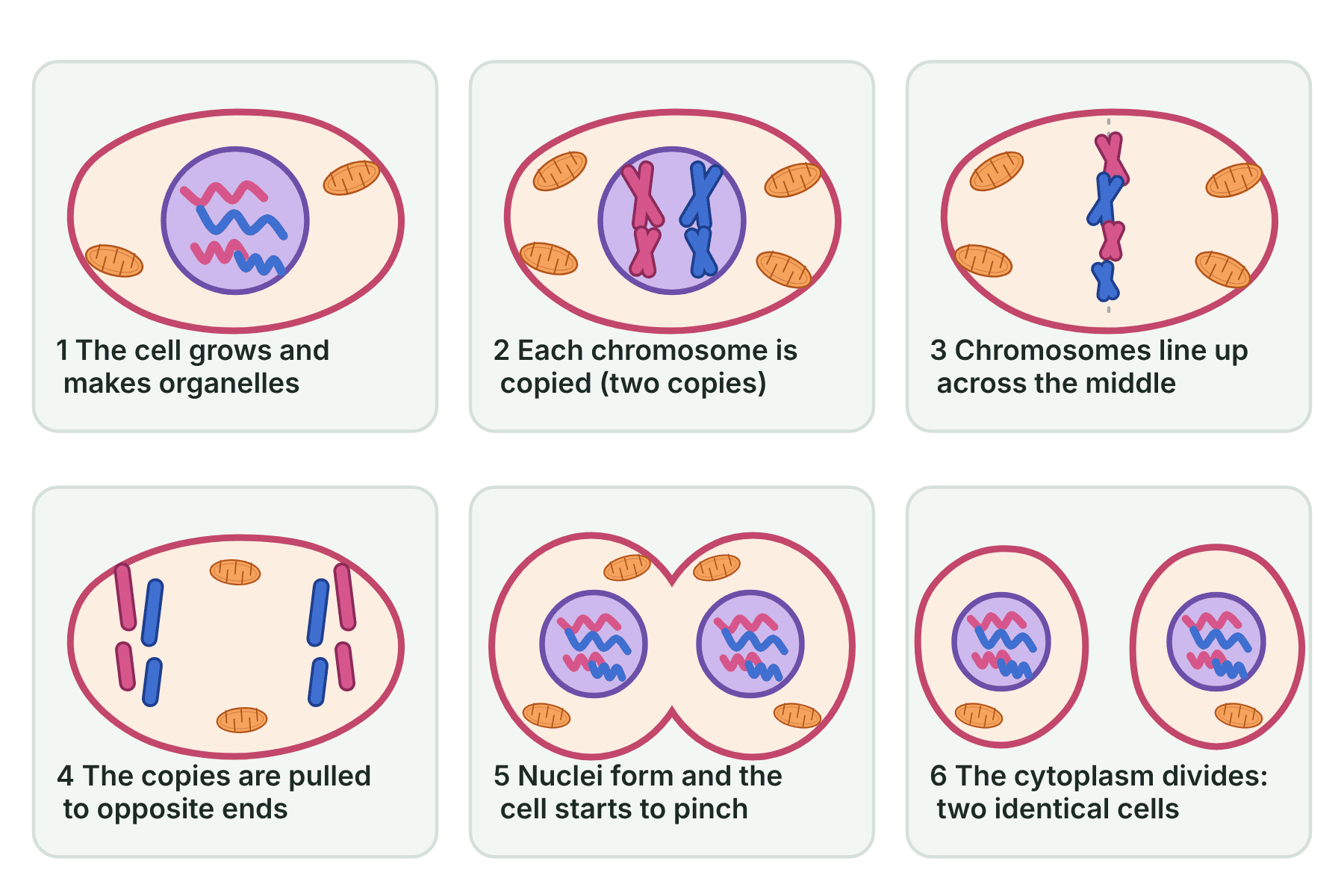 Six panels showing the stages of mitosis from a cell with copied chromosomes to two identical daughter cells.