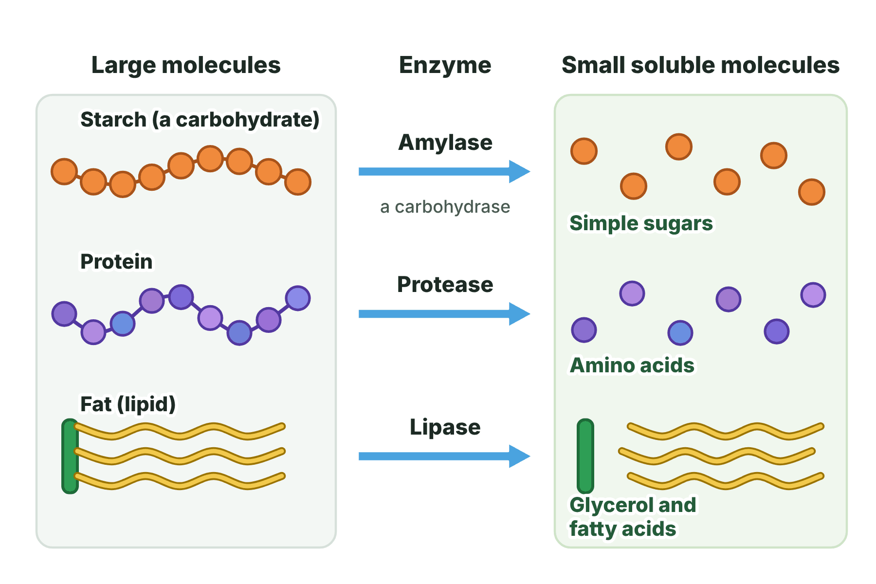 Starch is broken into simple sugars by amylase, protein into amino acids by protease, and fat into glycerol and fatty acids by lipase.