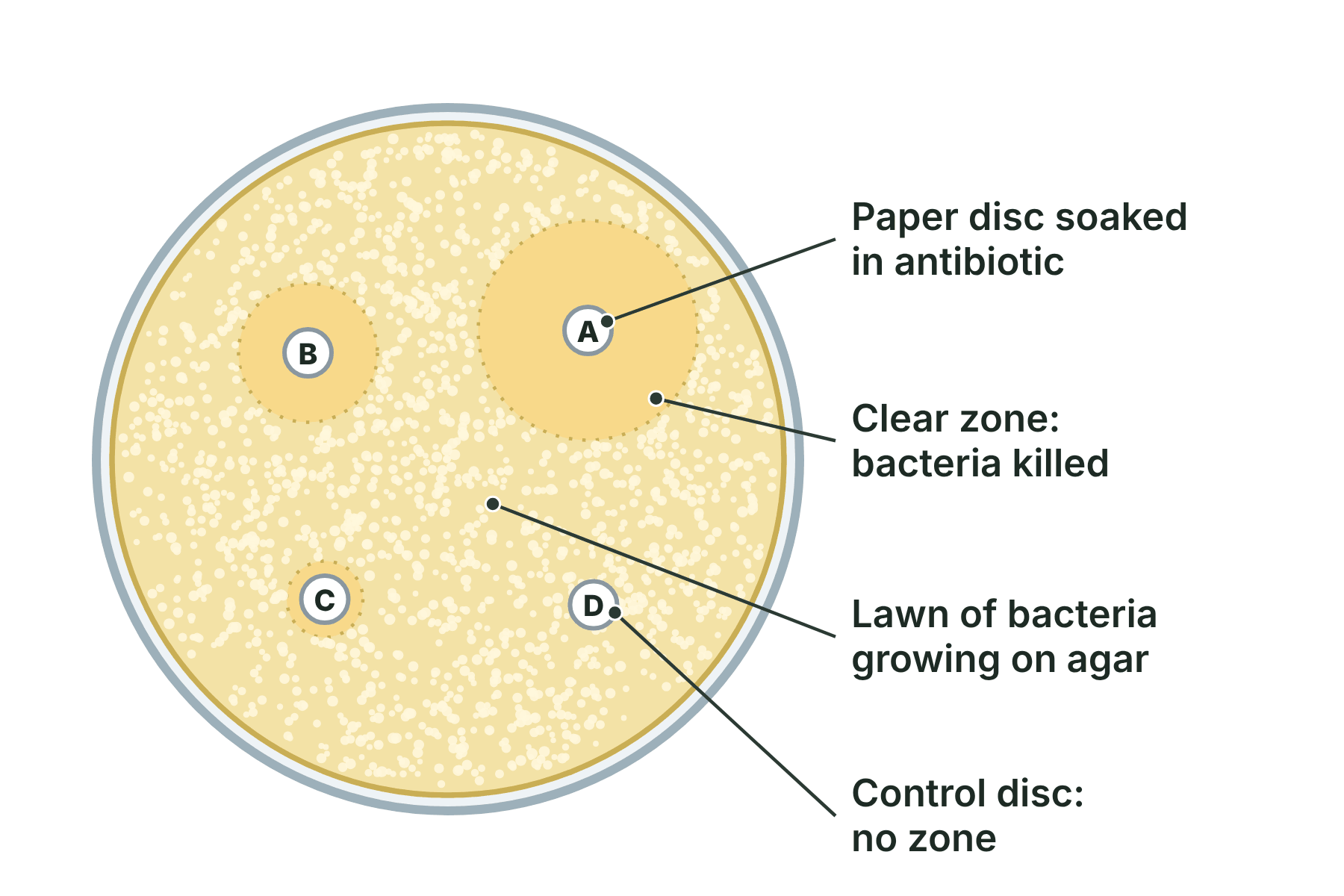 A Petri dish with a lawn of bacteria and four discs, three with clear zones of different sizes around them and one with none.