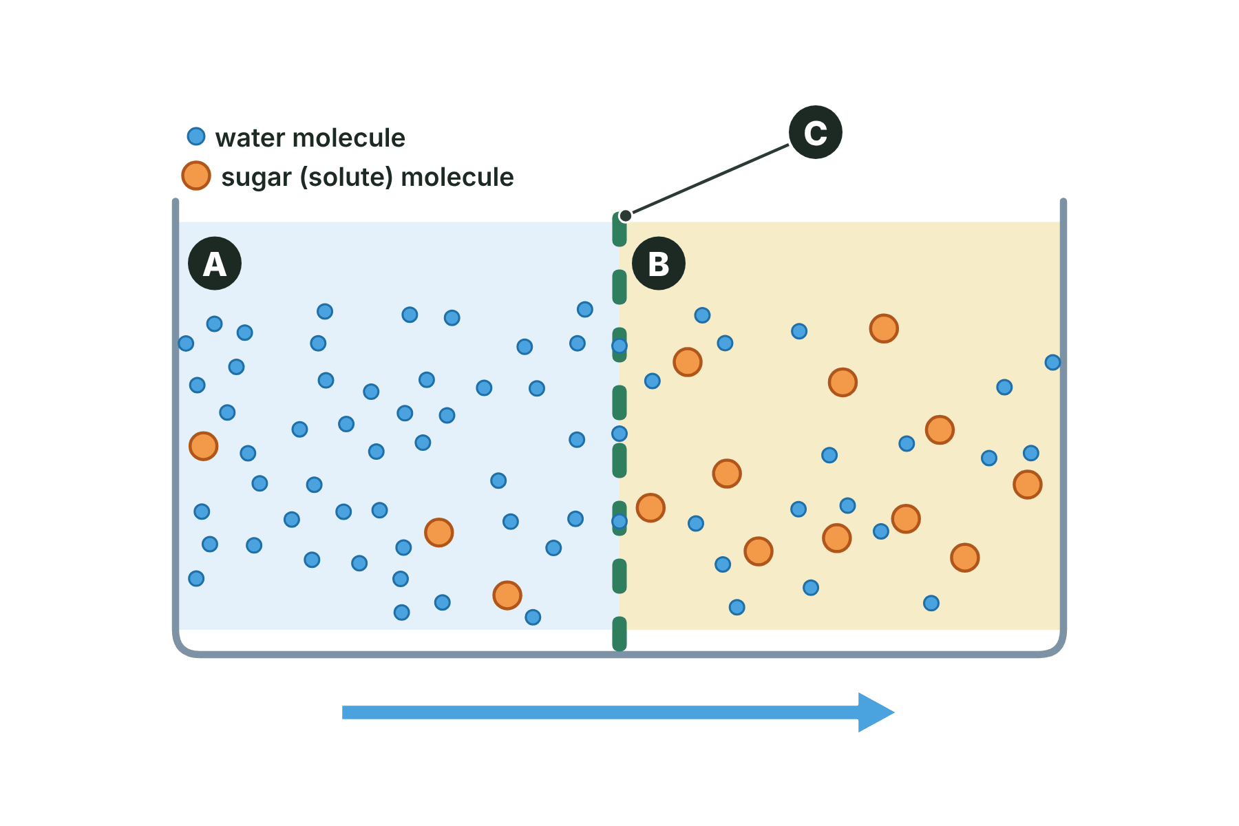 A beaker with a dilute solution on the left, a concentrated solution on the right and a membrane between them, marked A, B and C.