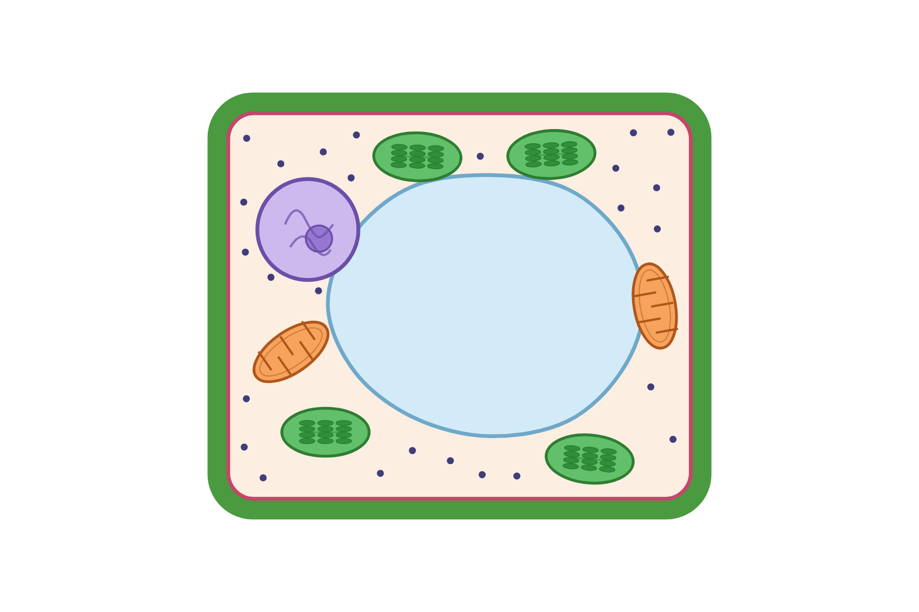 A plant cell with no labels.