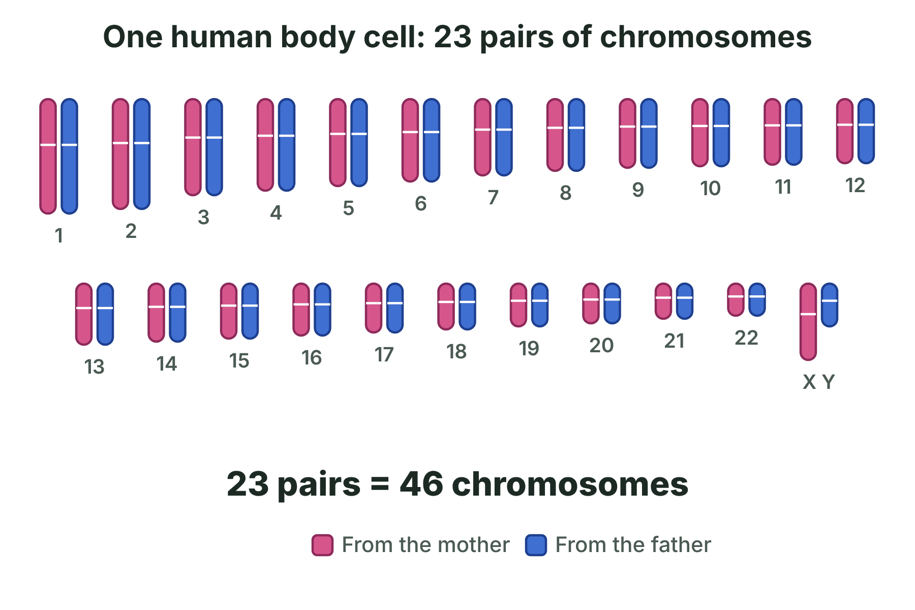 Twenty-three pairs of chromosomes, one of each pair pink and one blue, with the total of 46 stated underneath.