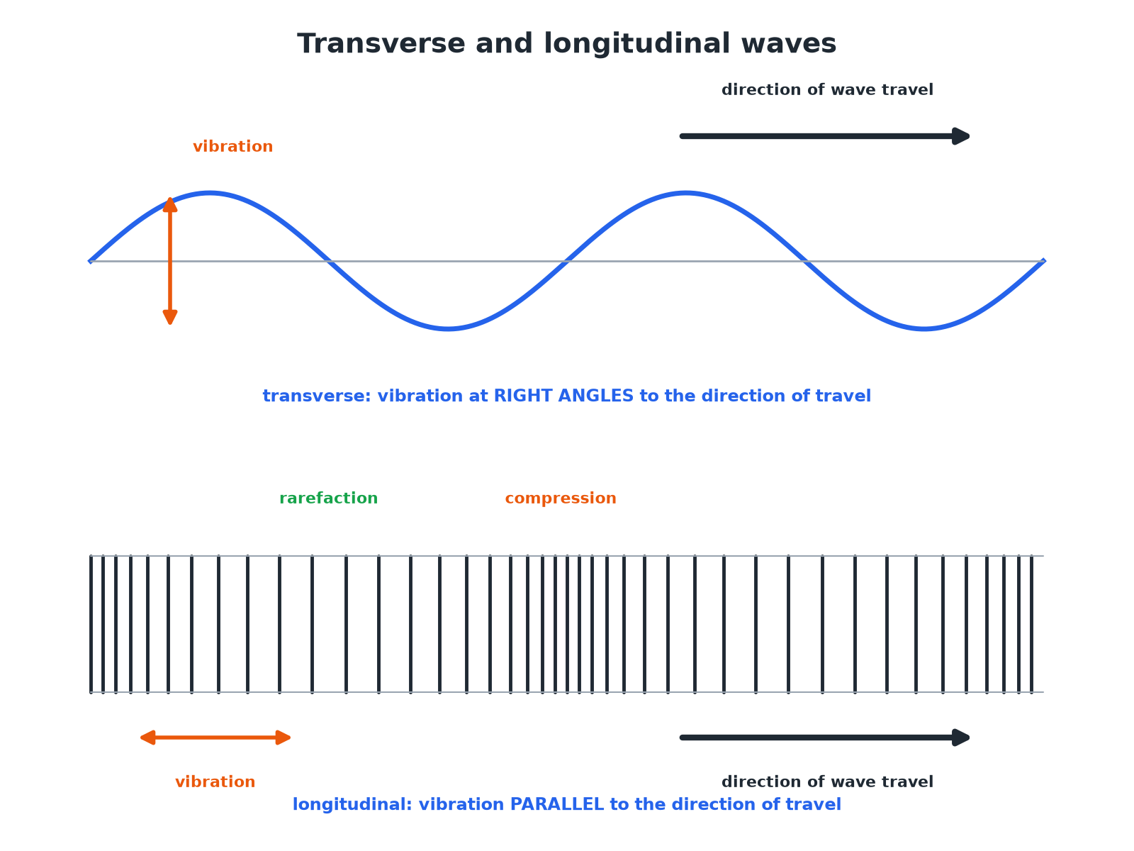 A transverse wave with oscillation at right angles to travel, and a longitudinal wave with compressions and rarefactions.
