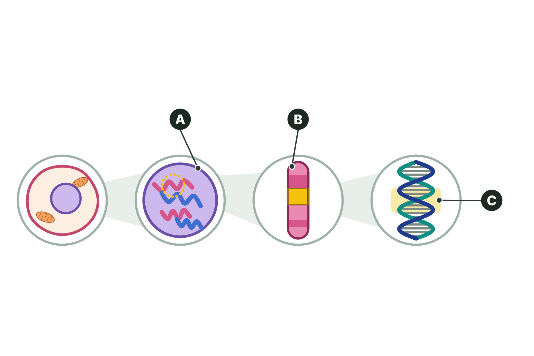 Four zoom circles from a cell to a stretch of DNA with three structures marked A, B and C.